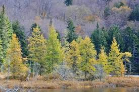 Larix Seeds - 20 Mixed Varieties (Larch) | Alaska Wild Harvested
