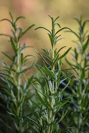 Rosemary Cuttings (Rosmarinus officinalis) - 15 Unrooted 10" Each Organic