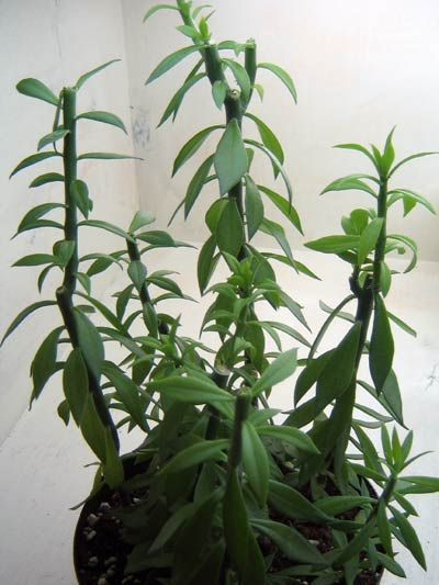 Pereskiopsis spathulata Cuttings for Cactus Grafting - 5x 2-4" Rootstock