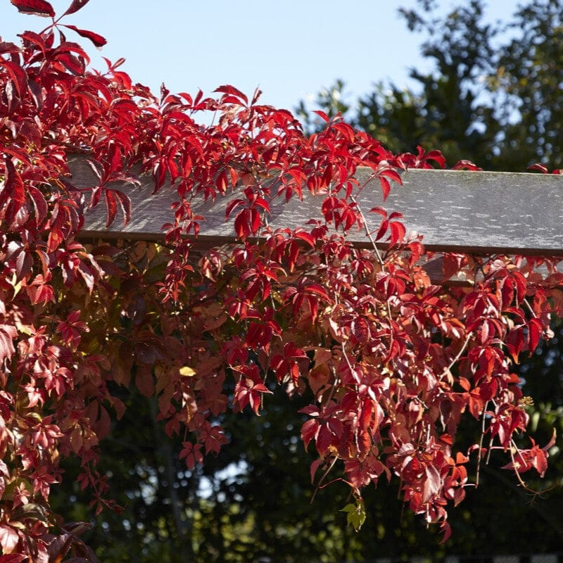 Virginia Creeper Rooted Cutting 5-8" Parthenocissus quinquefolia | Hardy Ground Cover Vine