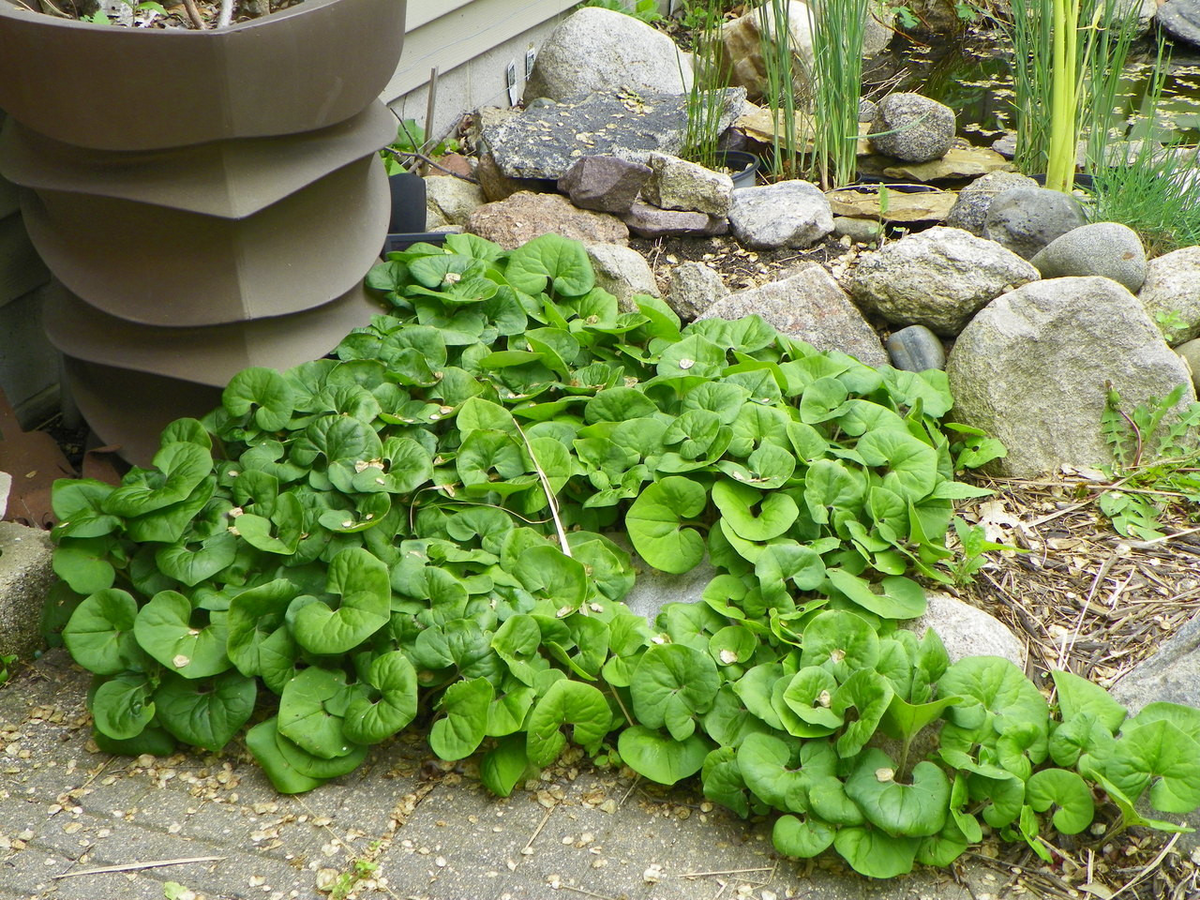 Wild Ginger (Asarum canadense) - 10 Bare Root Plants | Native Woodland Ground Cover