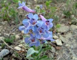 Penstemon Nitidus Seeds (Waxleaf Beardtongue) - 100 mg for Planting