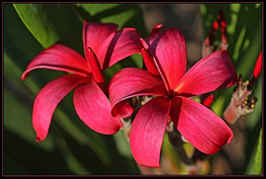 Plumeria Cutting 10" Dark Red Flowers | Fragrant Tropical Plant, Zones 10-12