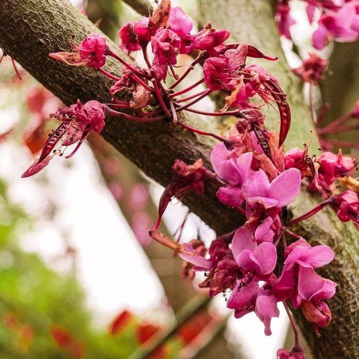 Eastern Redbud Tree (Cercis canadensis) Bare-Root Set of 3 | 14–18" | Pink Spring Blooms