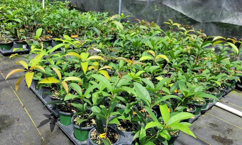 Osmanthus fragrans 'Apricot Echo' Starter Rooted Plant | Fragrant Tea Olive Shrub