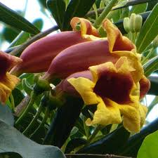 Bignonia capreolata Yellow Crossvine Rooted Starter Plant | Climbing Vine, Pollinator Favorite