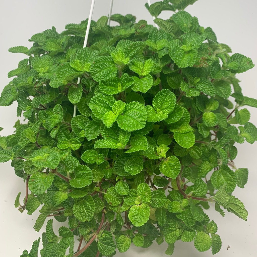 Creeping Charlie Friendship Plant (Pilea Nummulariifolia) - Rooted Live Plant, Ground Cover