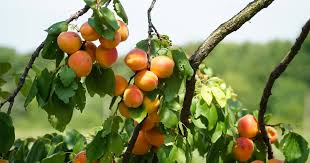 Manchurian Apricot Unrooted Hardwood Cuttings (Prunus armeniaca) - 6 Pcs for Grafting