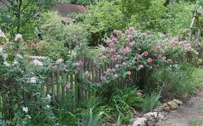Southern Heirloom Climbing Rose - Pink, Unrooted Cuttings (8) for Fences & Trellises