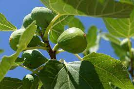Andijan Fig Unrooted Cuttings - 3 Rare Ficus Carica Cuttings for Rooting or Grafting