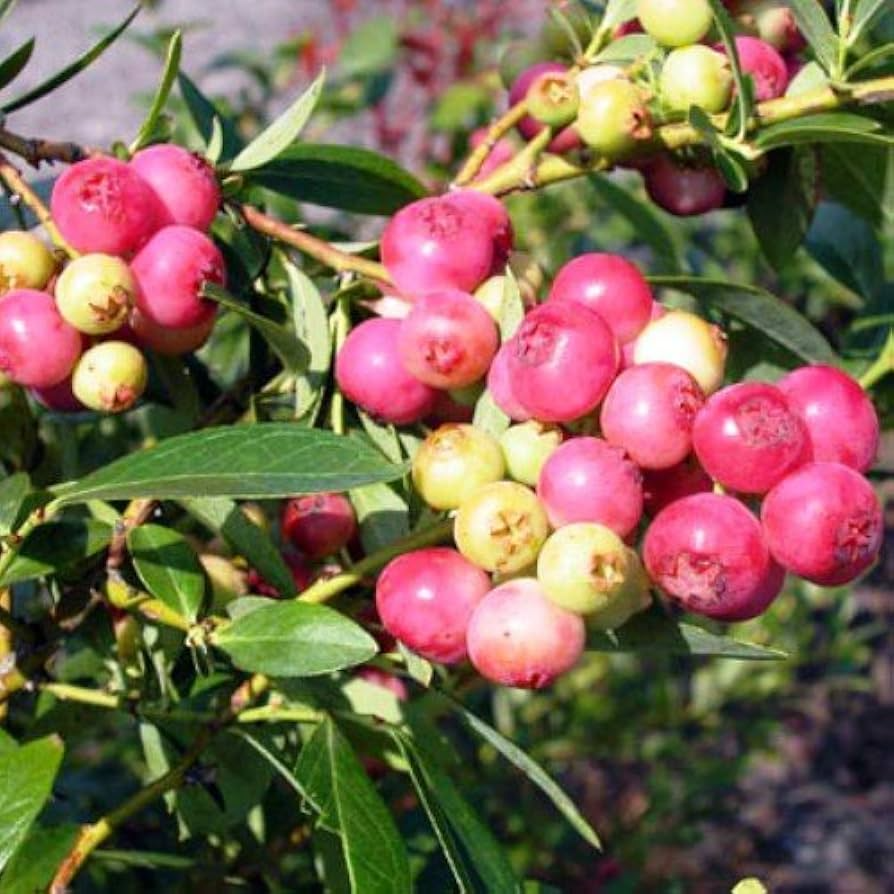 Pink Lemonade Blueberry Plants (Vaccinium Rabbiteye) – 5 Live Starter Plants
