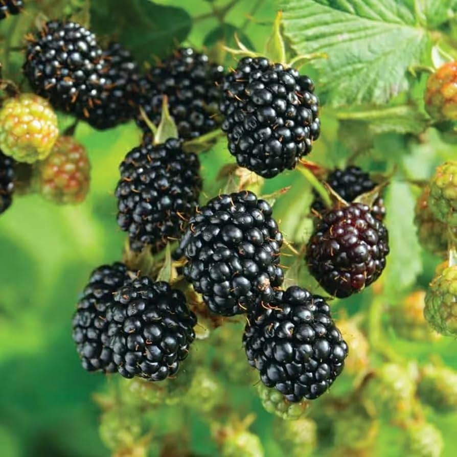 5 Blackberry Scion Unrooted Cuttings (Rubus fruticosus) for Rooting or Grafting