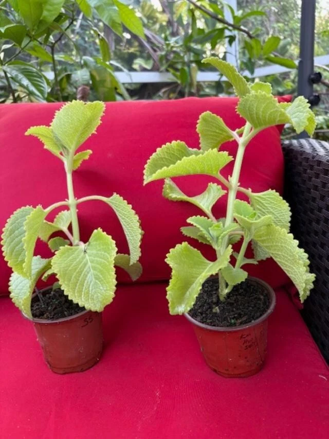Plectranthus amboinicus Cuttings - Cuban Oregano / Spanish Thyme - 3 Extra Cuttings