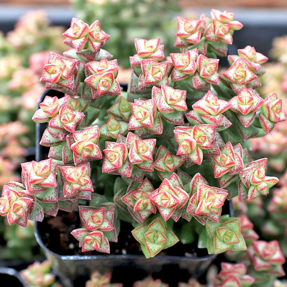 Crassula 'Tom Thumb' Cuttings (2) - 3-4 inch Unrooted Succulent, White Spring Blooms