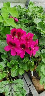 Geranium Pink/Purple Pelargonium Cuttings - 3 Fresh Organic Rooting Cuttings