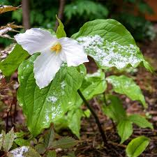 White Trillium Plants (Trillium grandiflorum) - 5 Bare Root Perennial for Woodland Gardens