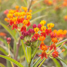 Blood Flower Milkweed Seeds (Asclepias curassavica) – Monarch Host Plant, 25 Seeds