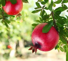 Pomegranate Wonderful Plants (Punica granatum) - Set of 5 Live Starter Plants