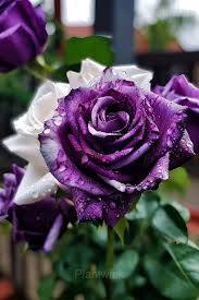 Purple & White Twin Rose Seeds - 20 Rare Bicolor Fragrant Rosa spp. Heirloom perennial