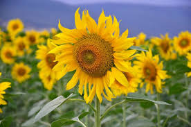 Mammoth Sunflower Seeds (Helianthus annuus) - 100+ Giant Seeds for Tall Plants, Pollinators, Privacy & Bouquets