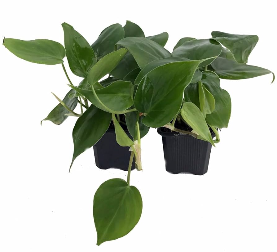 Cordatum Philodendron 2" Rooted Multi-Cutting Starter Plant | Heartleaf Vine