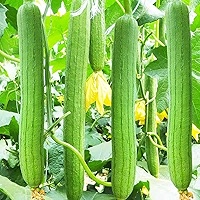 Luffa Chubby Pier Gourd Seeds (Luffa aegyptiaca) - 30 Non-GMO Heirloom Loofah Sponge Gourd Seeds
