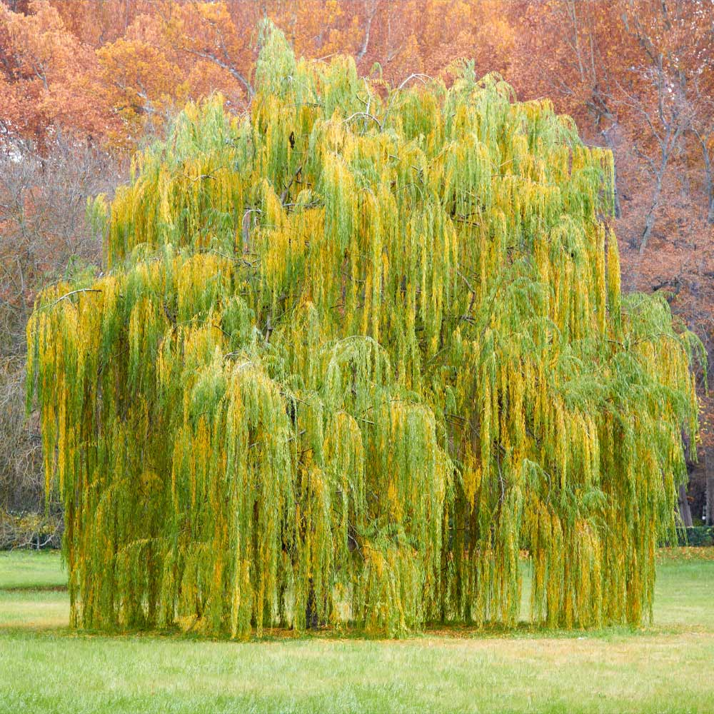 Weeping Willow (Salix babylonica) Bare Root Tree 14-24" - Fast-Growing Shade Tree
