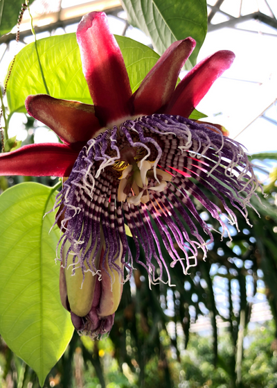 Giant Granadilla Passion Fruit Live Starter Plant (Passiflora ligularis) - Cuttings