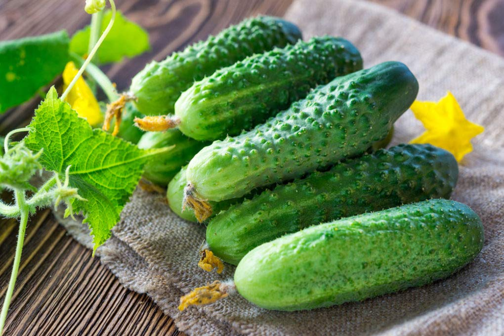 100+ Pickling Cucumber Seeds | Cucumis sativus | Non-GMO Seeds for Pickles & Garden