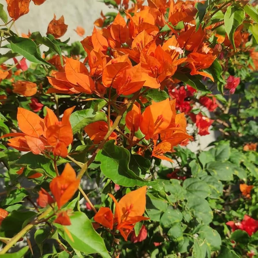 Bougainvillea Orange King Live Plant - 1-2 ft Tall, Orange Blooms, Zones 9-11