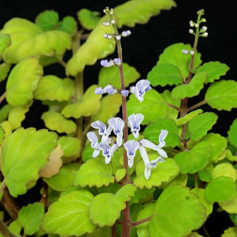Plectranthus verticillatus Cuttings - Swedish Ivy, 5 Stem Pieces
