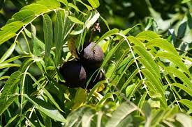 16 Black Walnut Cuttings (Juglans nigra) - Unrooted Propagation Cuttings for Grafting