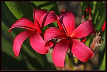 Plumeria Wildfire Red Cuttings - Rare Unrooted, 9-12" Tall, Fragrant Frangipani