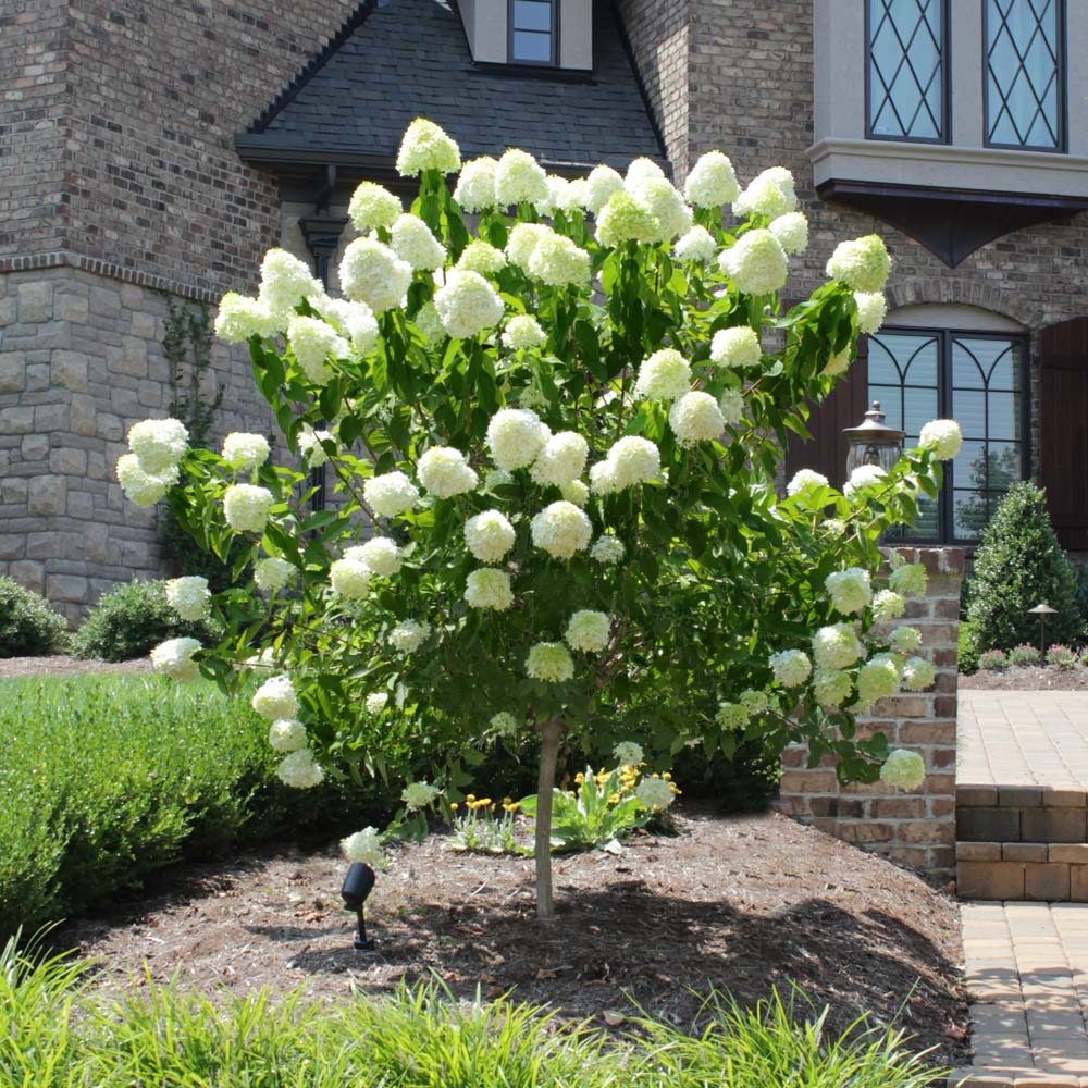 Limelight Hydrangea Cuttings (6-Rooted) Hydrangea paniculata 'Limelight' — 6-10 Inch, Zones 3-8
