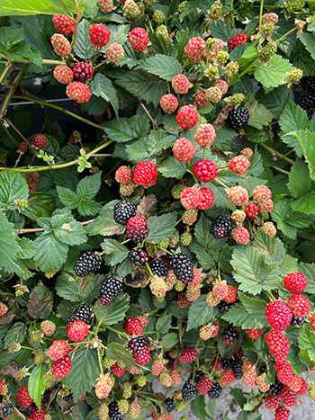 Florida Blackberry Cuttings - 7 Live Rooted Clippings, Thorny Bramble, Fruit Bearing, Zones 8-10