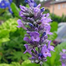 California Lavender (Lavandula angustifolia) 15 Organic Unrooted Cuttings – 6", Fragrant Prolific Propagation