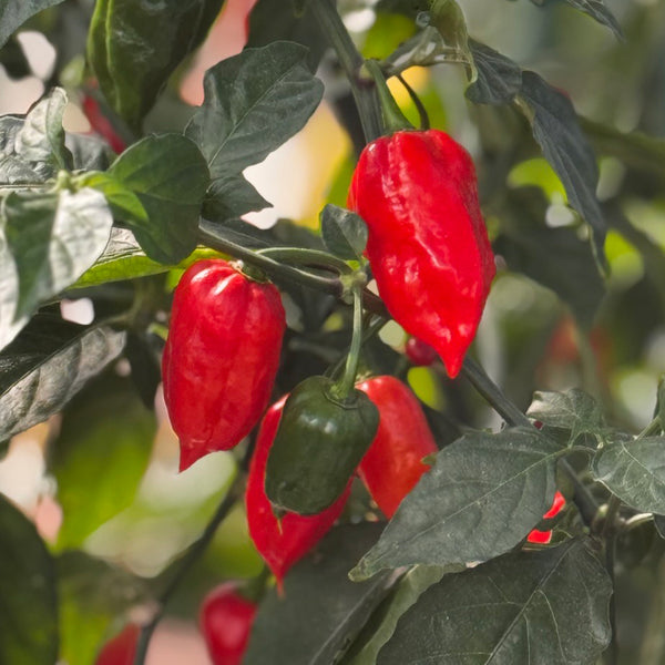 Ghost Pepper Seeds (Bhut Jolokia) - 50 Non-GMO Seeds for Spicy Cooking