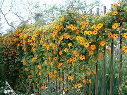 Black Eyed Susan Vine Seeds (Thunbergia alata) - 100 Non-GMO Seeds for Vertical Gardens