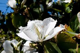 10 Seeds Bauhinia Alba – White Orchid Tree (Bauhinia variegata alba) for Planting