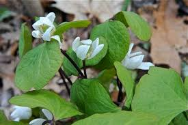 Jeffersonia diphylla (Twin Leaf) Bare Root - 5 Plants | Native Shade Wildflower