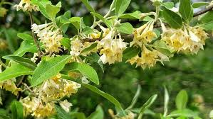 Elaeagnus multiflora Goumi Cuttings - 4 Count