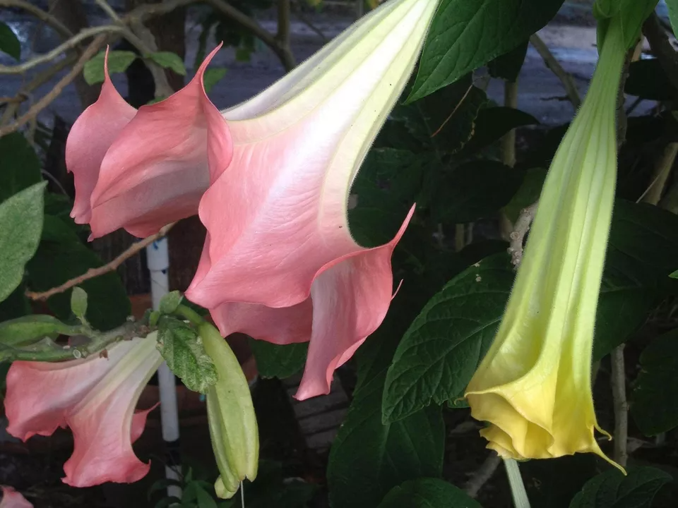 Brugmansia versicolor Peach Pink - 2 Unrooted Cuttings (6") | Angel Trumpet