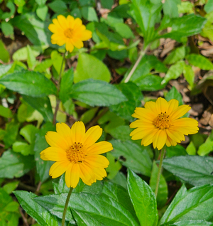 Wedelia trilobata Cuttings - 12 Rooted Vine Starts, Yellow-Orange Flowers, Ground Cover (Zones 8-11)