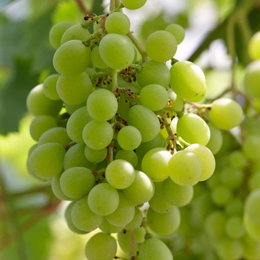 Green Rooted Grapes Cutting (Vitis vinifera) - 8" Seedless, Bare Root Live Plant