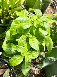 Brazilian Spinach (Alternanthera sissoo) 4 Organic Cuttings - 4-5" Edible Perennial