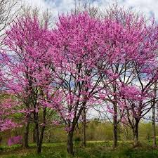 Eastern Redbud Tree Cercis canadensis - Bare Root 14–18" | Native Flowering Tree