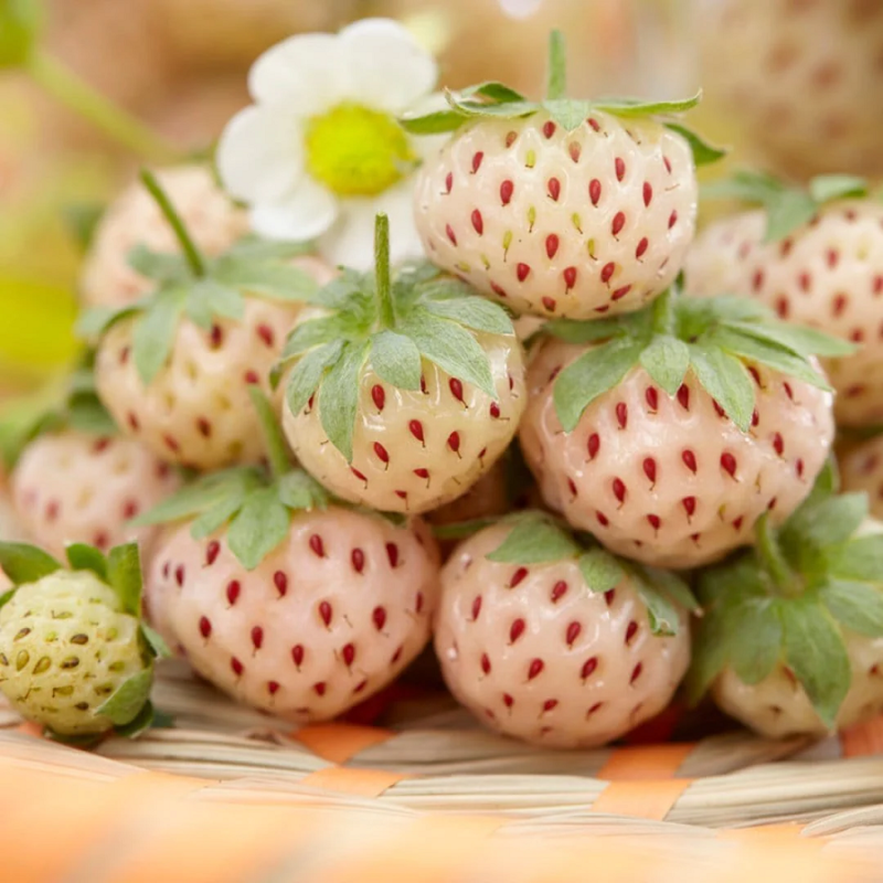 White Strawberry Seeds (Pineberry) - 200+ Fragaria x ananassa Seeds