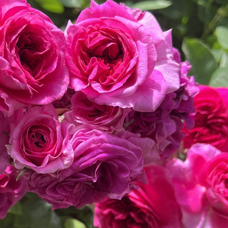 Pink Madame Norbert Levavasseur Cuttings - 4 Fresh Unrooted Stems
