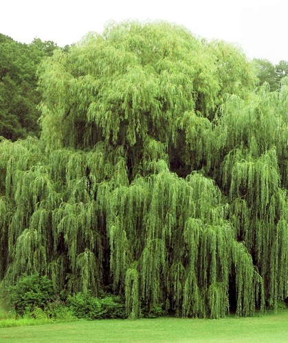 Weeping Willow Cutting - Salix babylonica (Bare Root, 14-24")