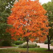 Sugar Maple Tree - Acer saccharum | 12–18" Bare Root Starter Tree